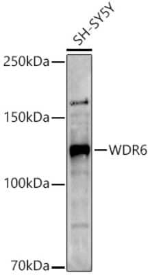 Western Blot: WDR6 AntibodyAzide and BSA Free [NBP2-93695]